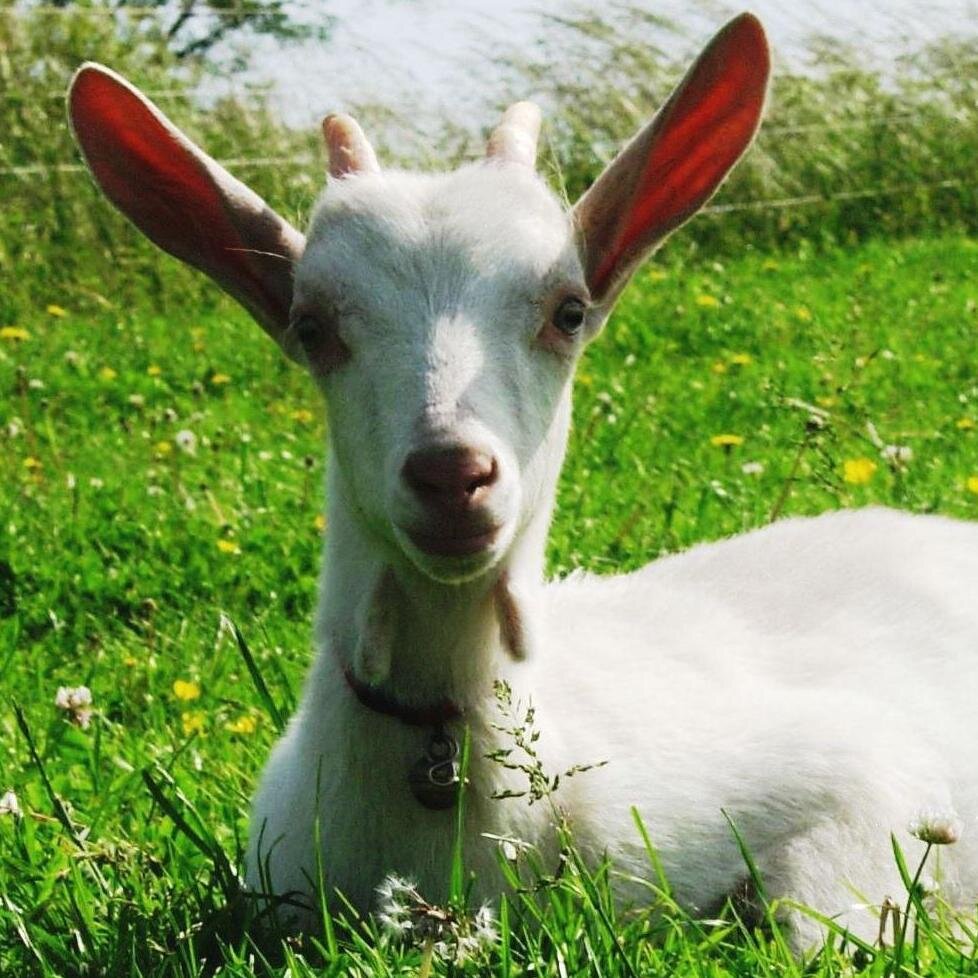 Young #organic #goat #farmer and MSc Development & Rural #Innovation @WageningenUR on-farm research in #Agroforestry #Agroecology #NewPeasant #Repeasantisation