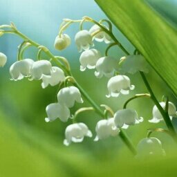 mi_suzura_2plus's profile picture. 鈴良（mi_suzura）の夢向アカウント。オリジナルのさにわ（とうらぶ）・おししょ（文アル）がおります。そしてあんスタの皆を全力で可愛がって応援したい。我が子との恋愛要素はありませんが、主の好みで疑似家族めいたものがあるかもしれませんのでご注意下さい。