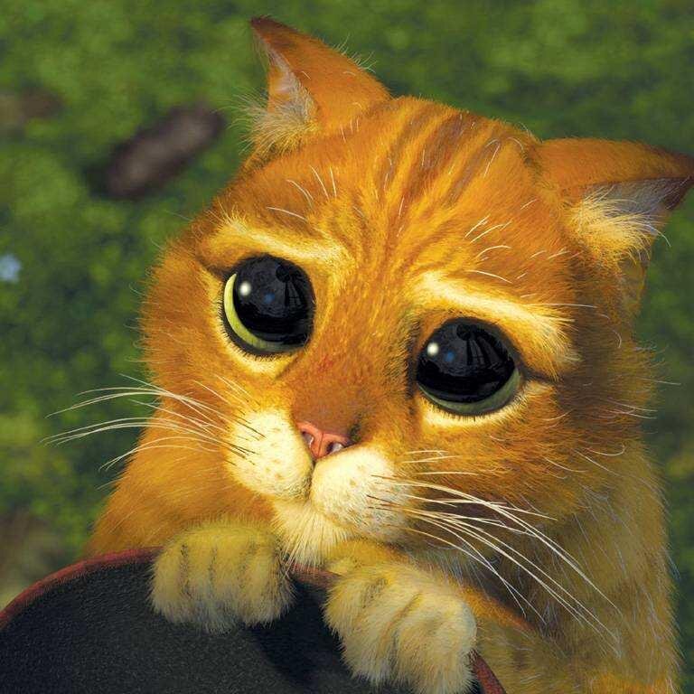 MEOW