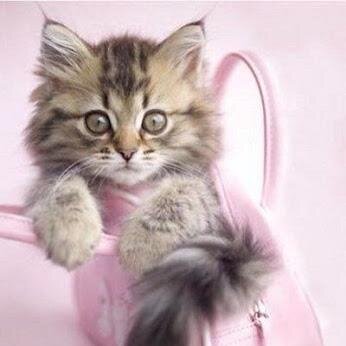 carycat2's profile picture. Me gusta el arte (🖼️🎨📷🎬📚🎼...)
Los🐈🐈‍⬛🐕‍🦺.Mi 🐈‍⬛mi tesorín.
El buen rollo🤗.Los emojis...😱😂.Ante todo, el sentido del humor😊😁😆