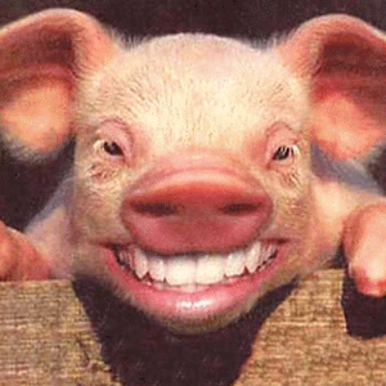 skippii333's profile picture. 