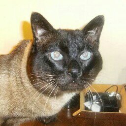 Susunkorda69's profile picture. Hasta el final vamos Real