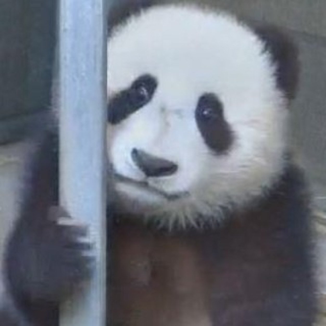 diamond_ilene's profile picture. 