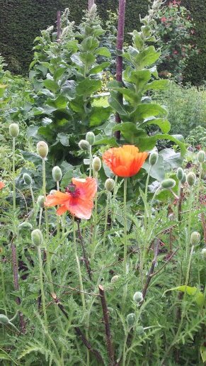 Keen interest in gardening, currently studyng for RHS qualification, works at local nursery Kiln Farm. Married to Gabs, 3 beautiful daughters, 2 dogs.