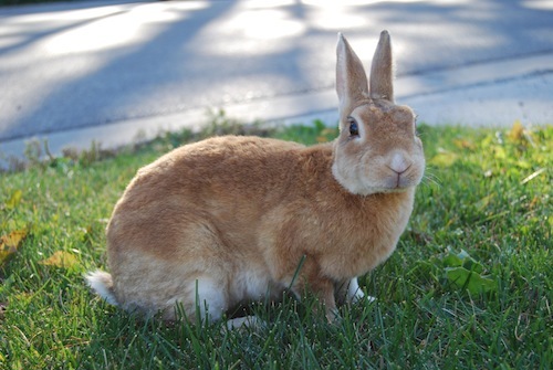 CanmoreRabbit's profile picture. I am Stu, a wild rabbit in Canmore, Alberta Canada.  I am the voice of the rabbits in Canmore.  We don't want trouble, we just want to eat your tasty flowers!