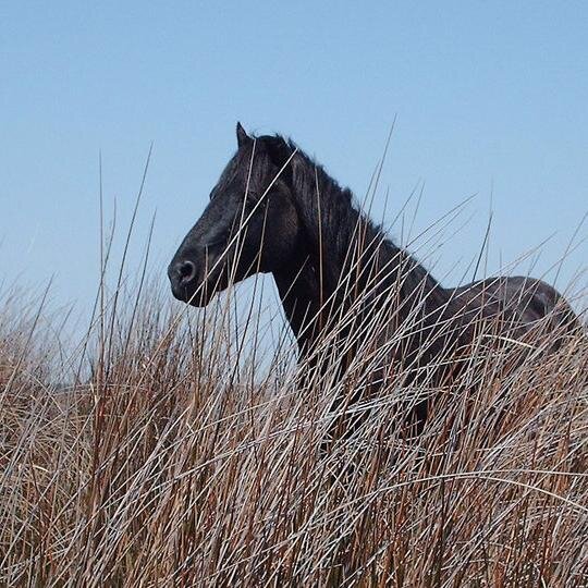 OuterBanksTour1's profile picture. Outer Banks Tours is a North Carolina based company of naturalists, ecologists and environmental educators .We also have lots of cool pictures ! check us out!