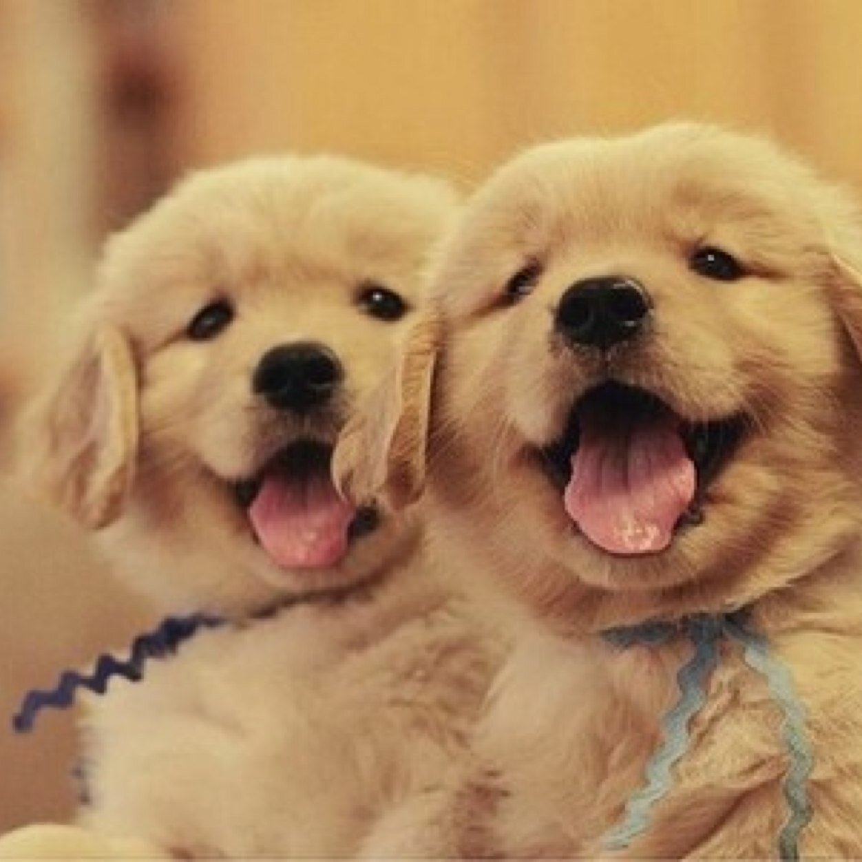 Cute Emergency (@emergencycute) | Twitter
