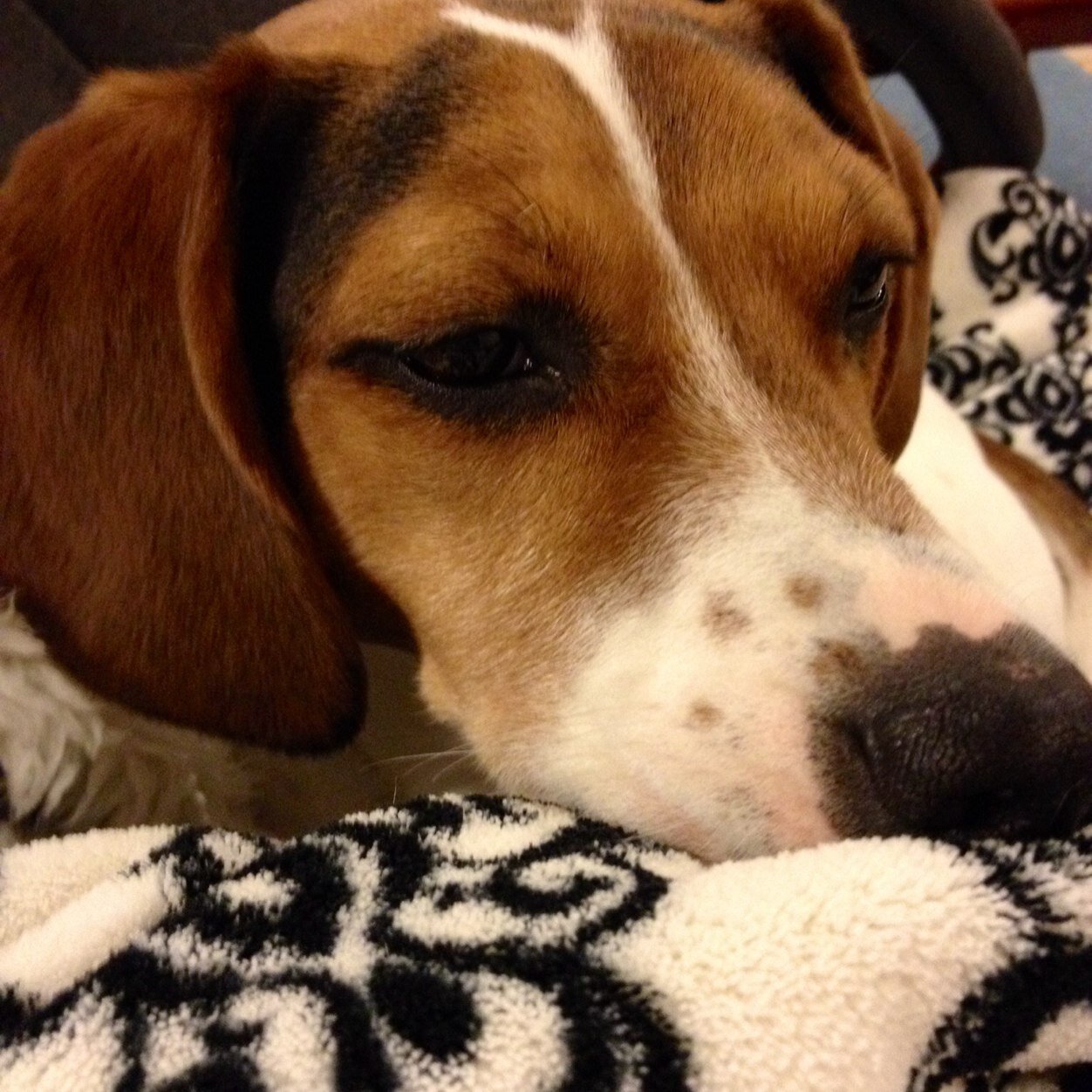 Trooprsd's profile picture. 