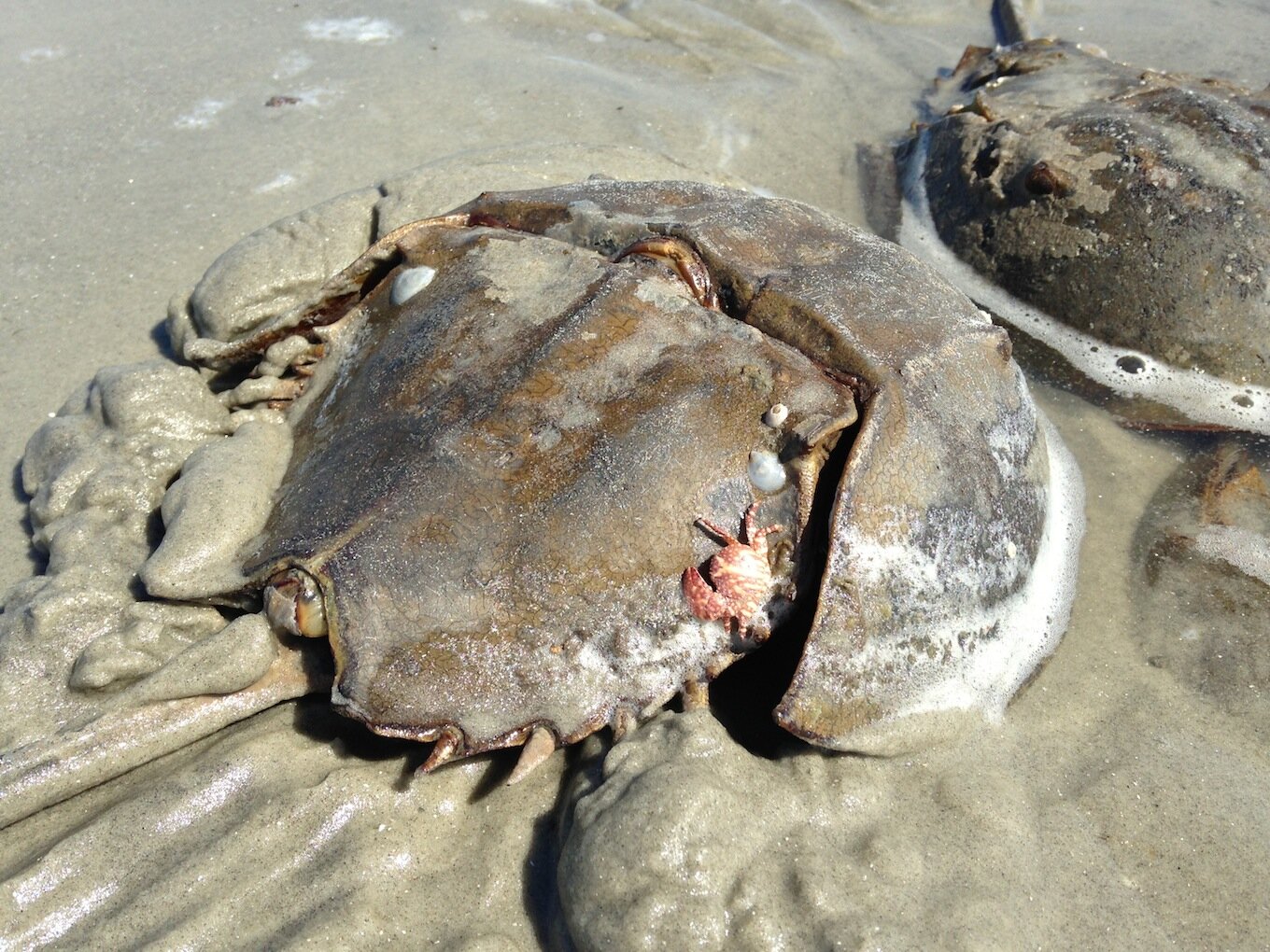 We love critters that live on Horseshoe crabs, and we love to hear from you