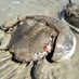 Horseshoe crab Homes (@horseshoe_homes) Twitter profile photo