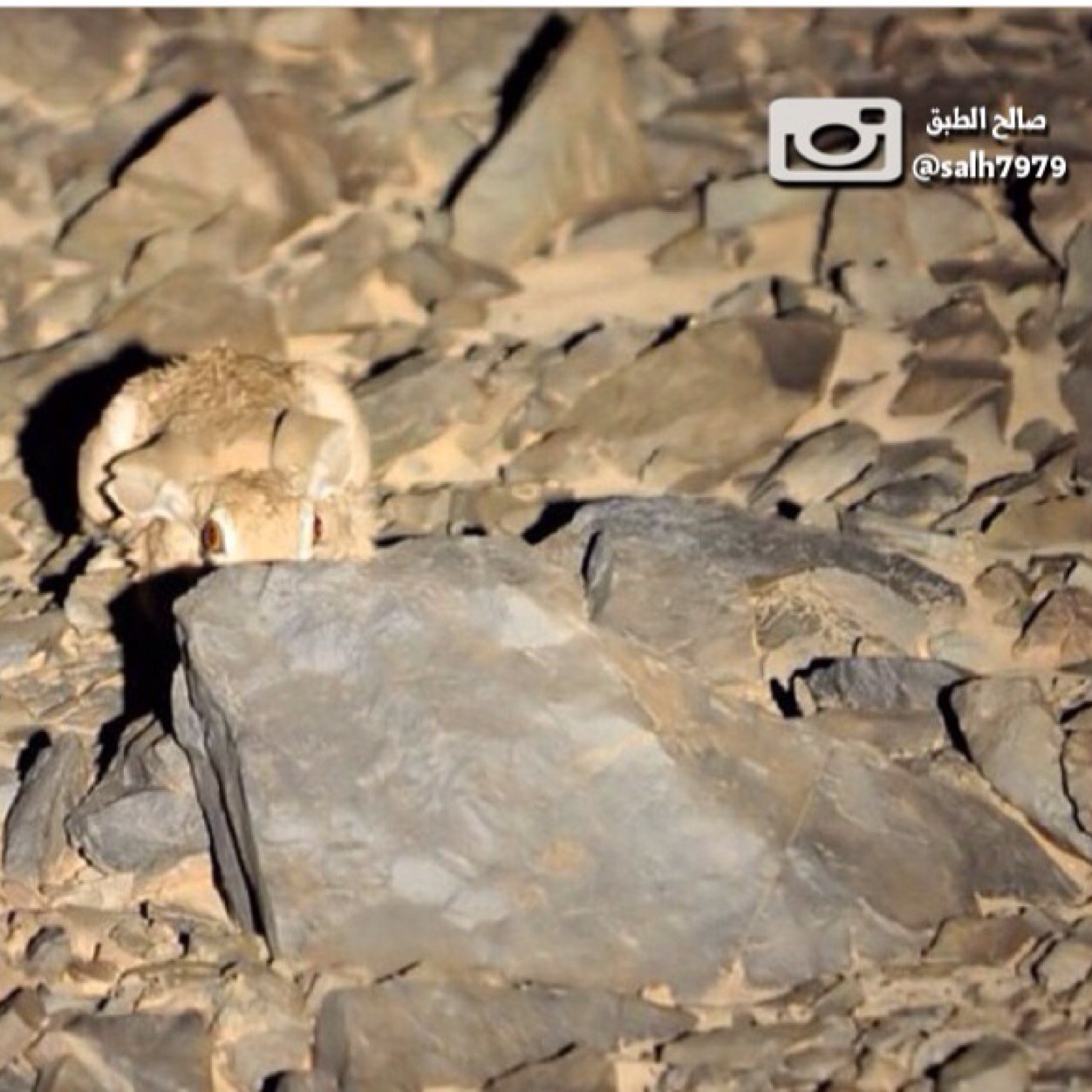 انستقرام salh7979@