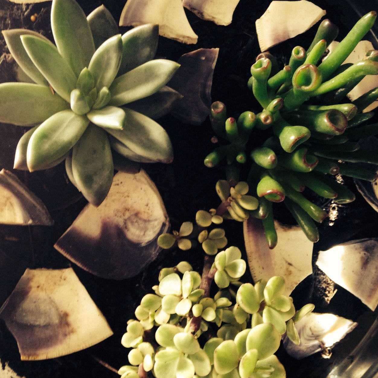 MScuncio's profile picture. 