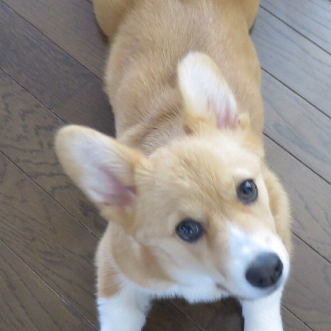 コーギー犬のはこねとともに毎日ほっこり♪
パート保育士しています(^^)