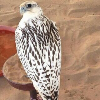 ⠀
⠀ ⠀ ⠀⠀
‏‏وعساني لا رحلت ، اكون ذكرئ طيبه
⠀⠀ ‏‏‏‏‏‏ /
القصيم عنيزة/

https://t.co/Yra7xMgI0R‎