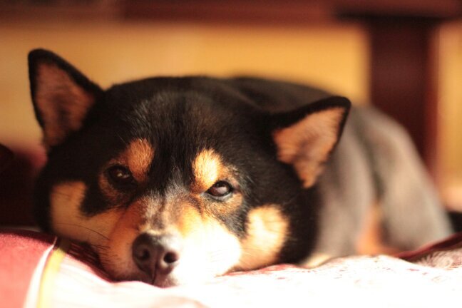 localfirst_cj's profile picture. localfirst/global/local/glocal/connect/地域と世界/ローカルファースト/茅ヶ崎