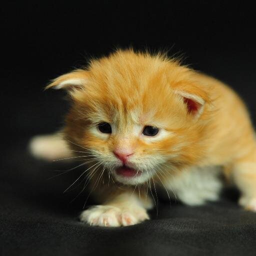 spacetrooperjon's profile picture. Gamer