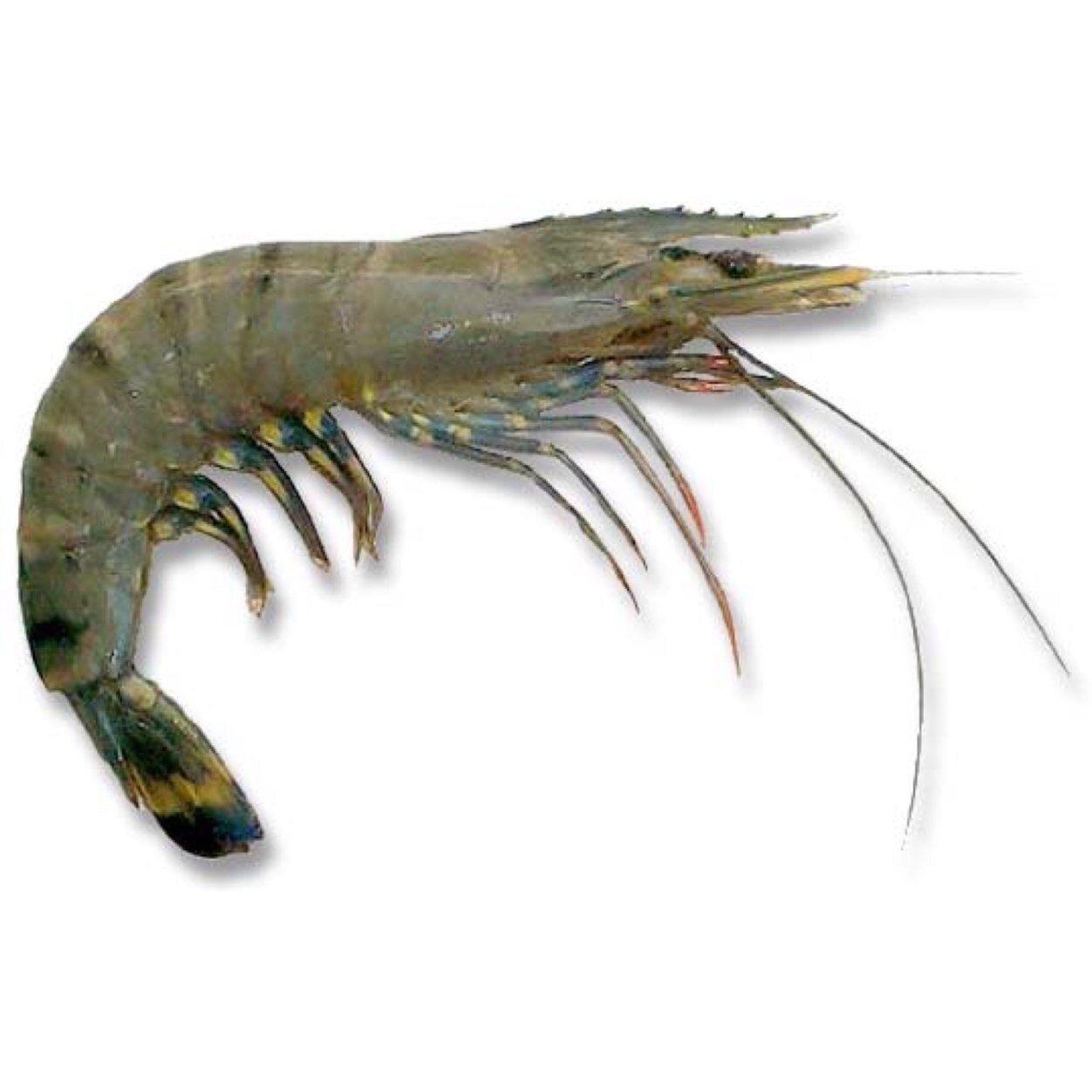 Лапки креветки. Penaeus monodon креветки. Креветки Shrimp Black Tiger. Креветка Макробрахиум Розенберга. Креветки черная тигровая Penaeus monodon.