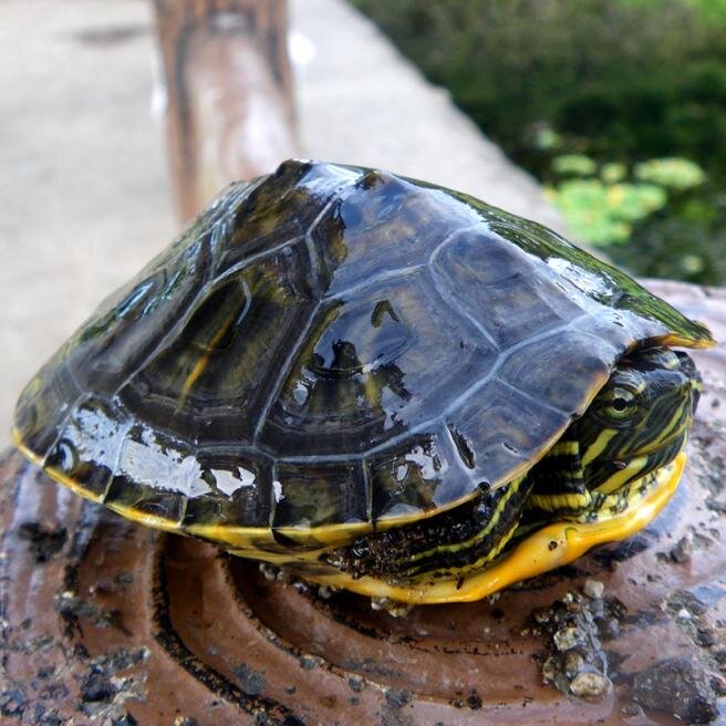 _tomohisa_'s profile picture. のろまです。