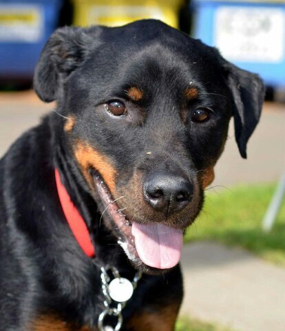 Motorsport, Dobermans and Rottweilers