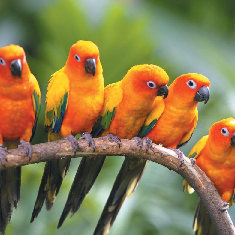 relaxedbirds's profile picture. 