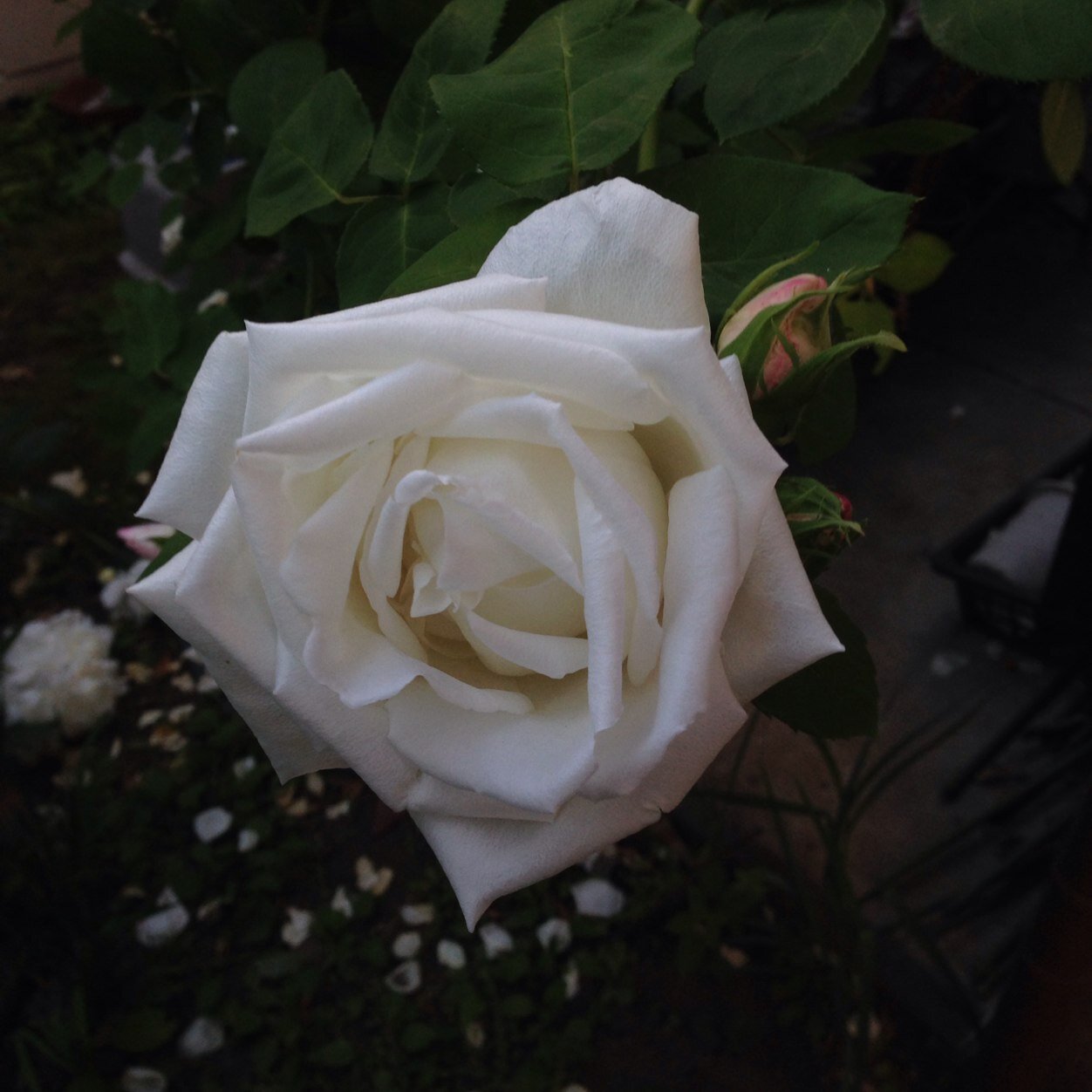 greenhatchan's profile picture. 