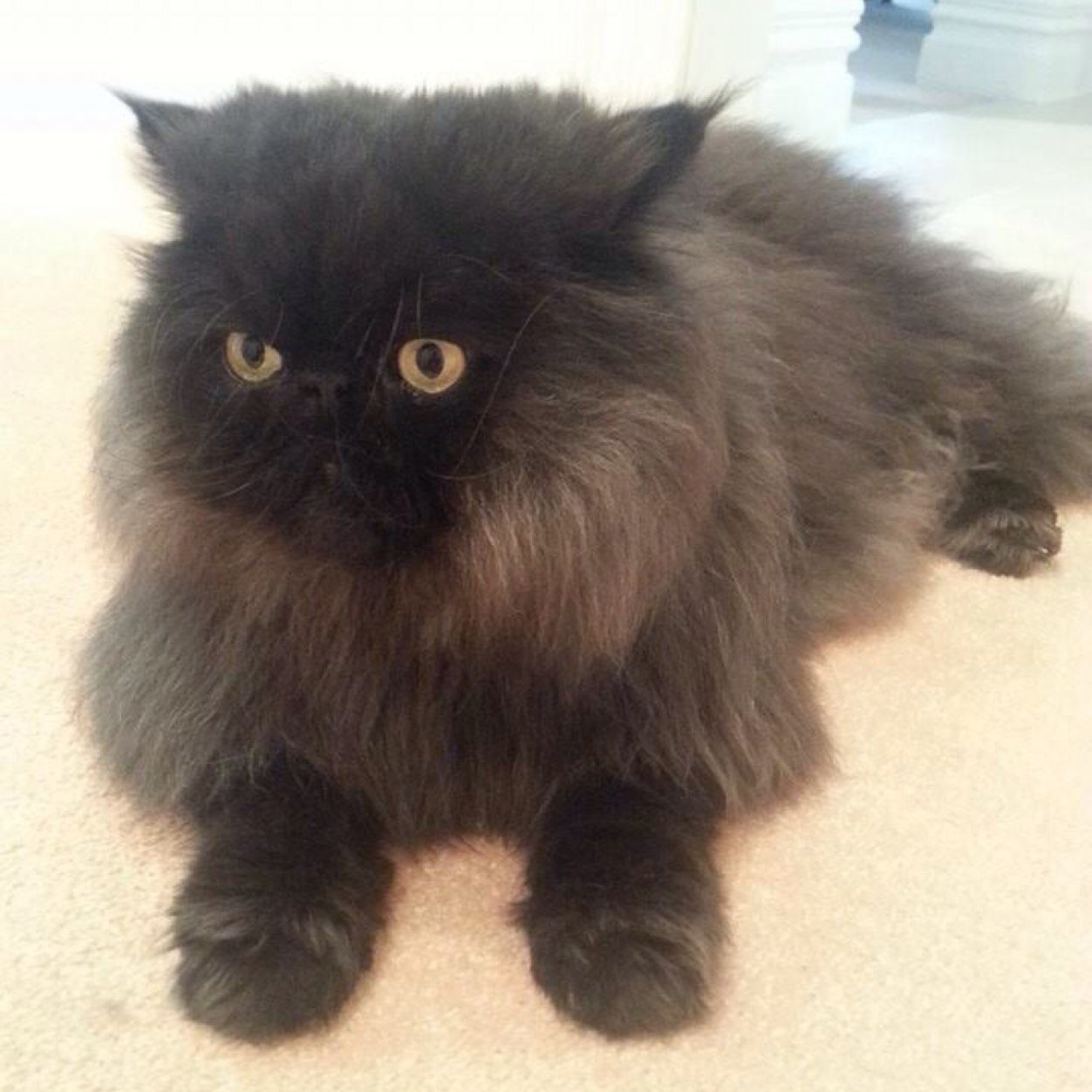 jacquispence's profile picture. 