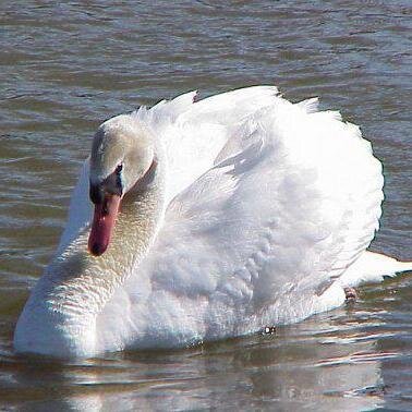 Hengoma's profile picture. 