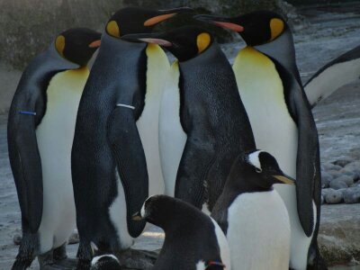 Rajeshreegopal's profile picture. 