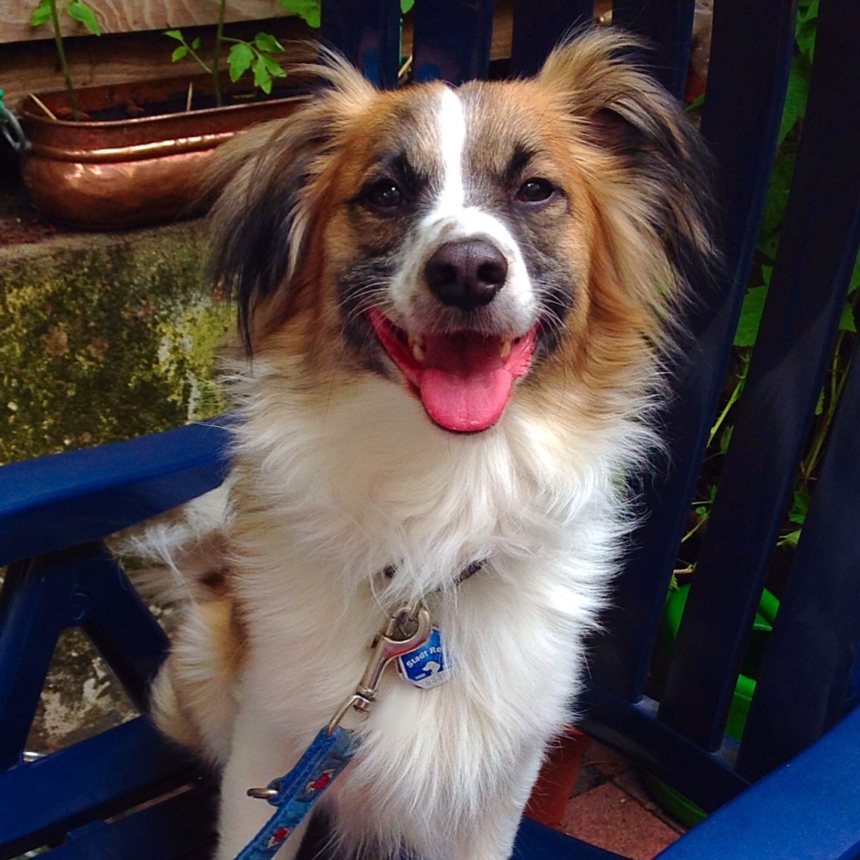 SnoopySpeedyPeb's profile picture. Purportedly born on the 27th of May, 2011, but I've no memory of this, so I'll forget the past and live my dogs life.