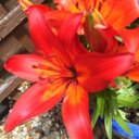 Lisa Bergin - @LisaBergin3 - Twitter