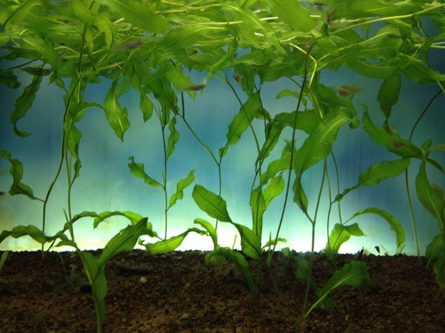 perfoliatus's profile picture. 