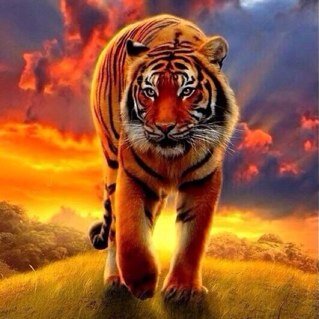 baageel1's profile picture. 