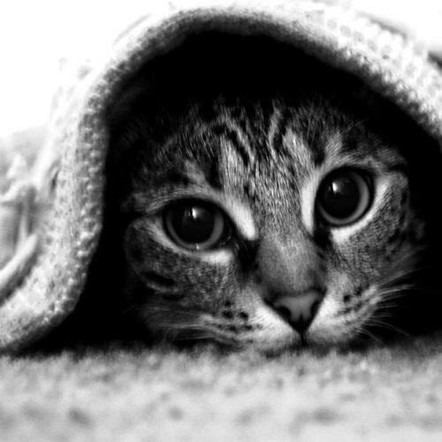 fscore82's profile picture. 