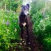 Sarah Wedderburn (@sarahwedderburn) Twitter profile photo
