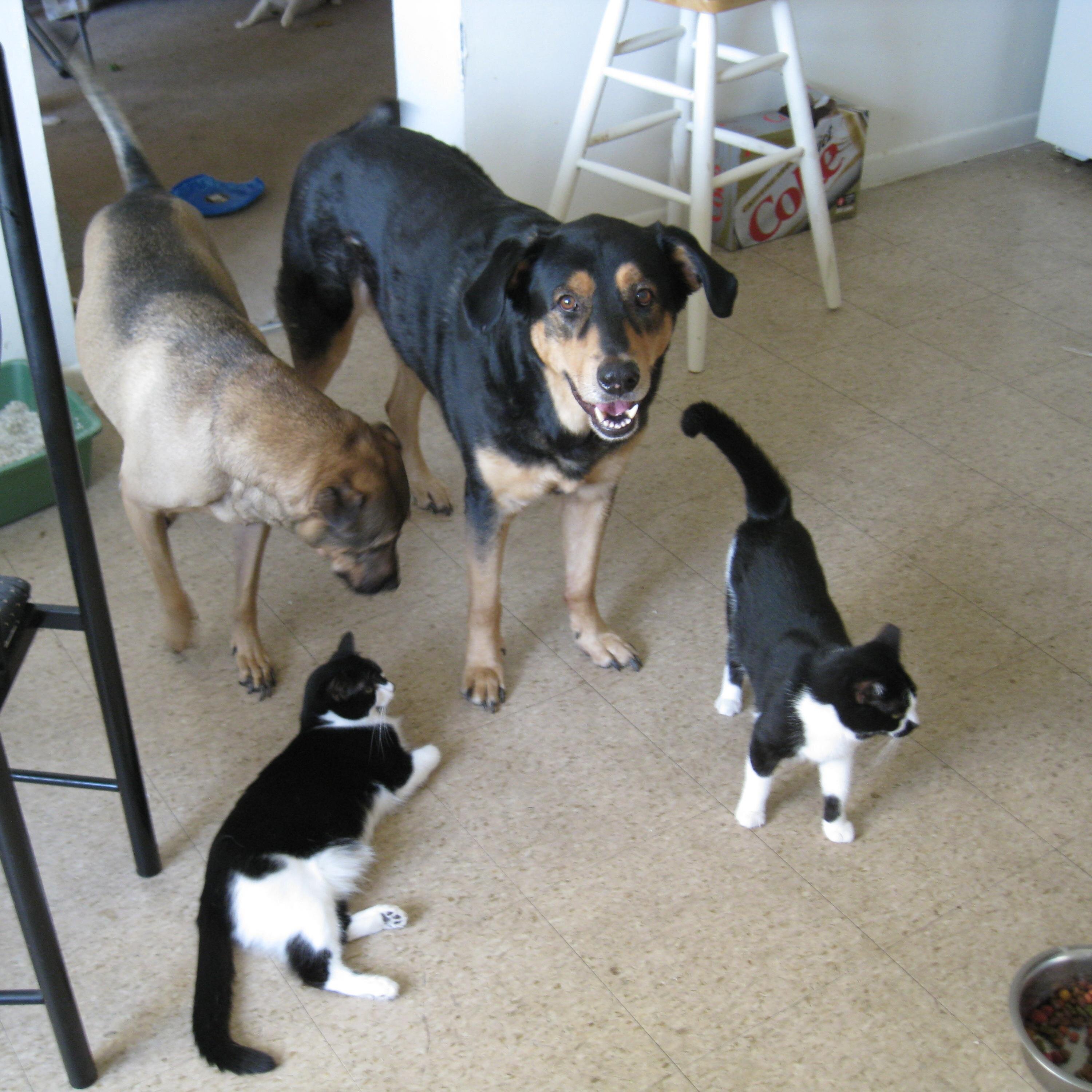 married to my best friend.  do animal rescue. have 2 dogs and cats.