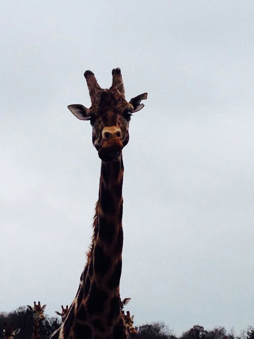 ShoaaO's profile picture. ‏مقولة اعجبتني  كلما اعطيت بلا مقابل كلما رزقت بلا توقع واعمل الخير بصوت هادئ فغدا يتحدث عملك بصوت مرتفع