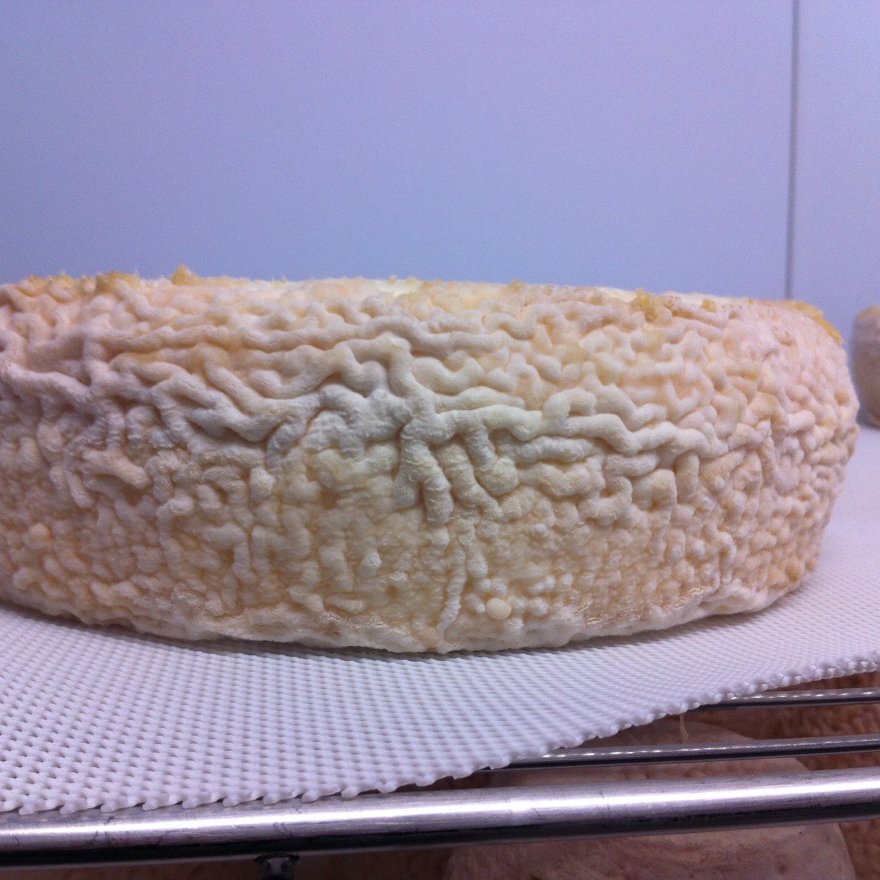 CheesePascualf's profile picture. Hay una revolucion en marcha en el mundo quesero español, con nuevos quesos, atrevidos, imaginativos, pero artesanos yelaborados con leches crudas