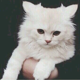 ‏لا تتابعني تابع هذي -‎@Xtoigr-