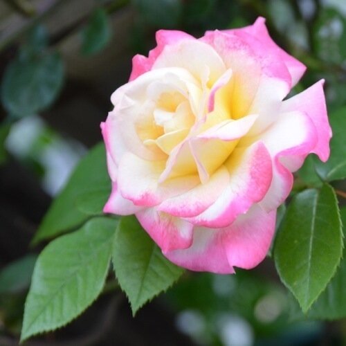 MetalBlossomさんのプロフィール画像