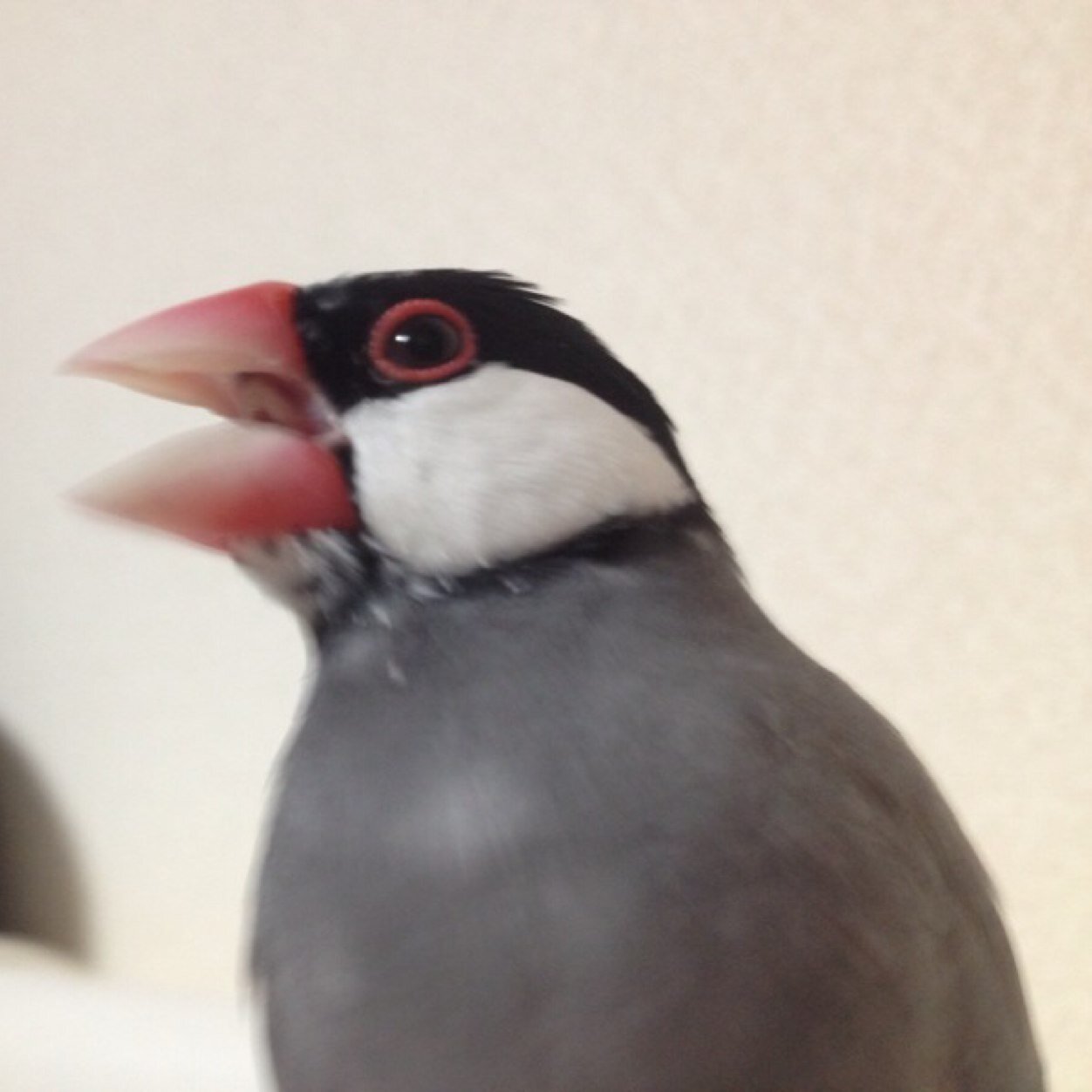 文鳥（白文1羽（オス）、桜文鳥（オス）)飼っています。文鳥を溺愛してます。可愛いくてたまりません。こゆちゃん、マリちゃん、モフ君、へーちゃん安らかに。淋しくなったなあ。