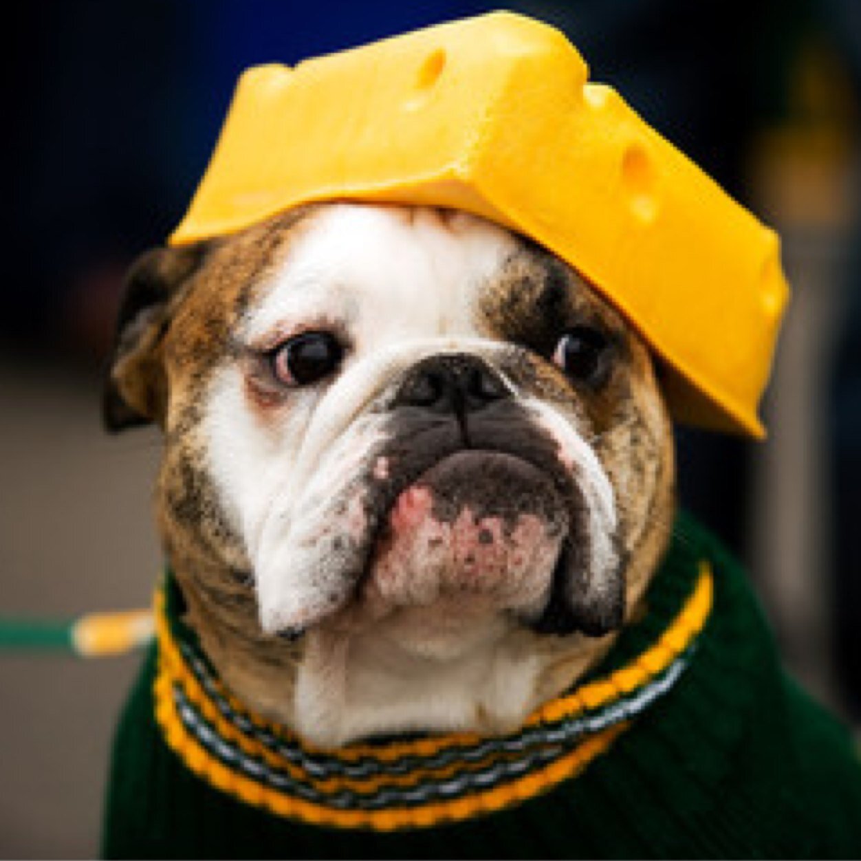 Diehard Cheesehead - Go Pack Go!