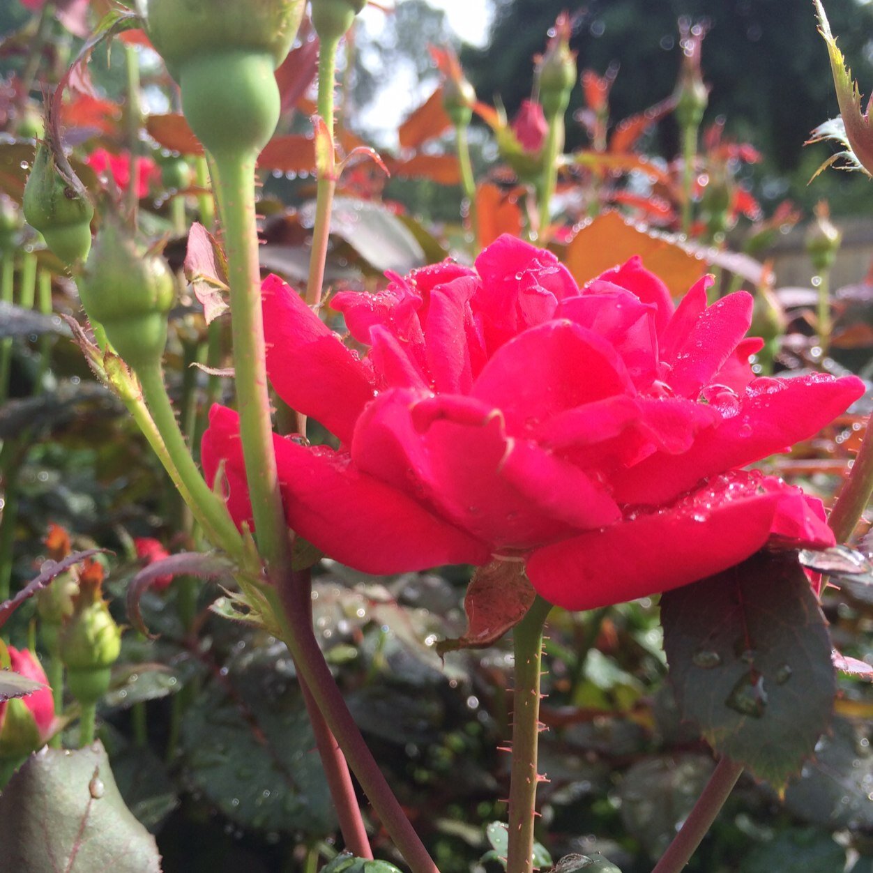 rubystone901's profile picture. 