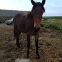 melissa beale - @measerRohan - Twitter