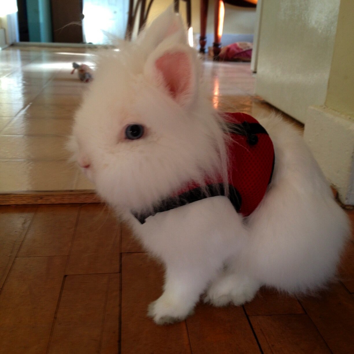 BlairSmyth's profile picture. Fitness, fashion, cooking.