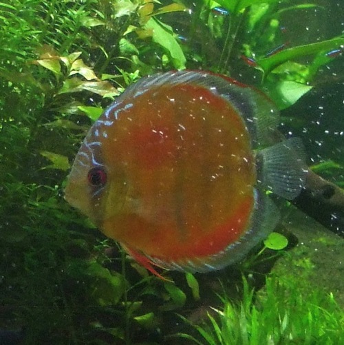 kiiphone's profile picture. Appleファン。アクアリウムは、水草、レッドビー、マンションの4本水槽。テニスにもはまっています。最近のマイブームは家入レオのライブ。