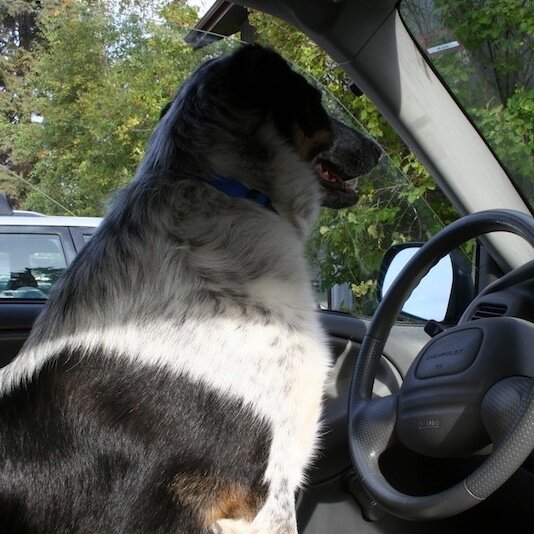 WriteNorth's profile picture. Tourism champion, writer & alpaca farmer from Fort Smith, NWT sharing stories about Canada's North.