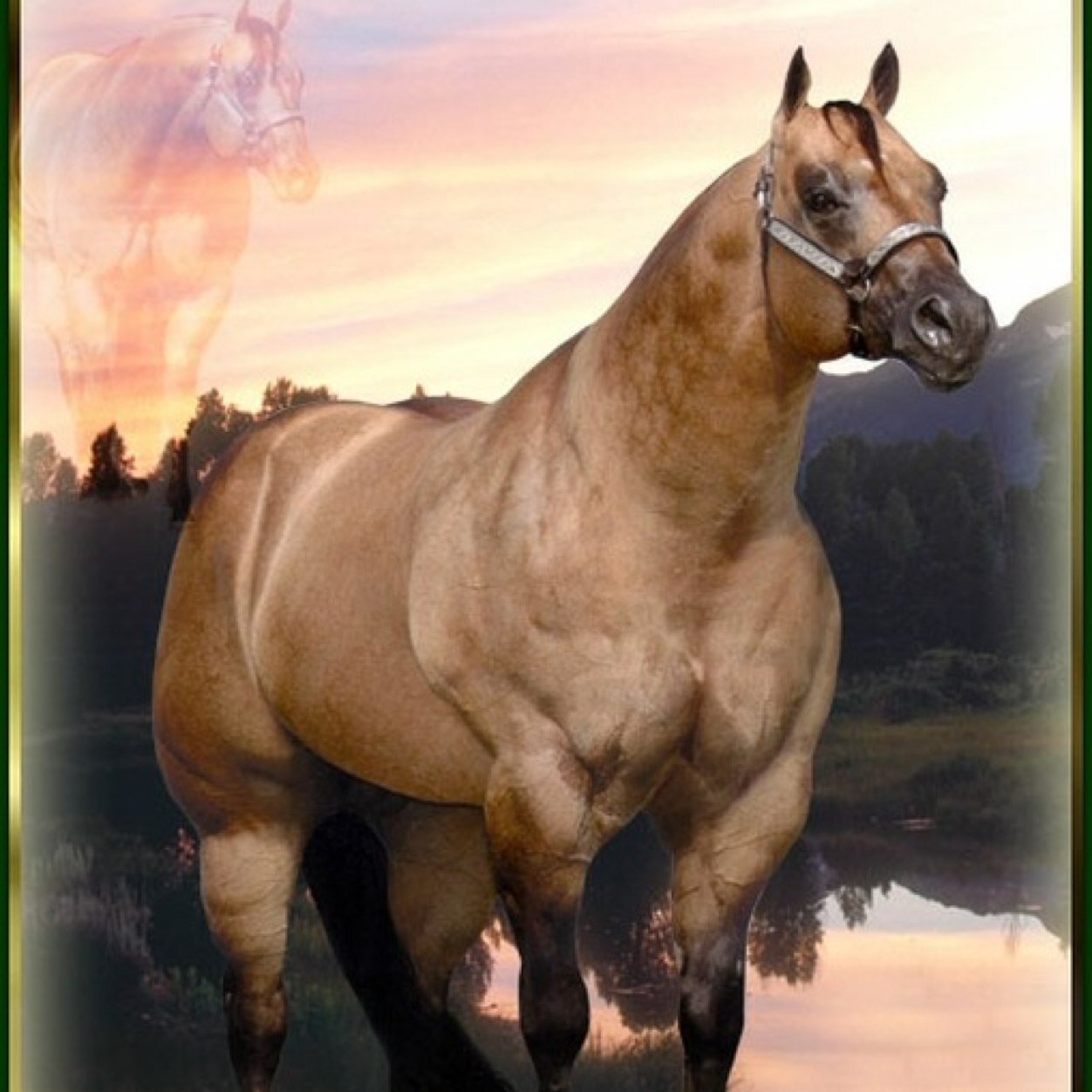 Halter Horse! Includes show probs, horse probs, and halter stallions!
