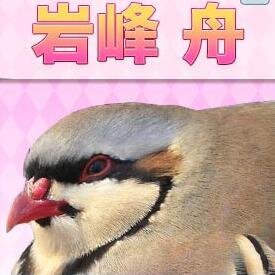 ShuuHato's profile picture. 