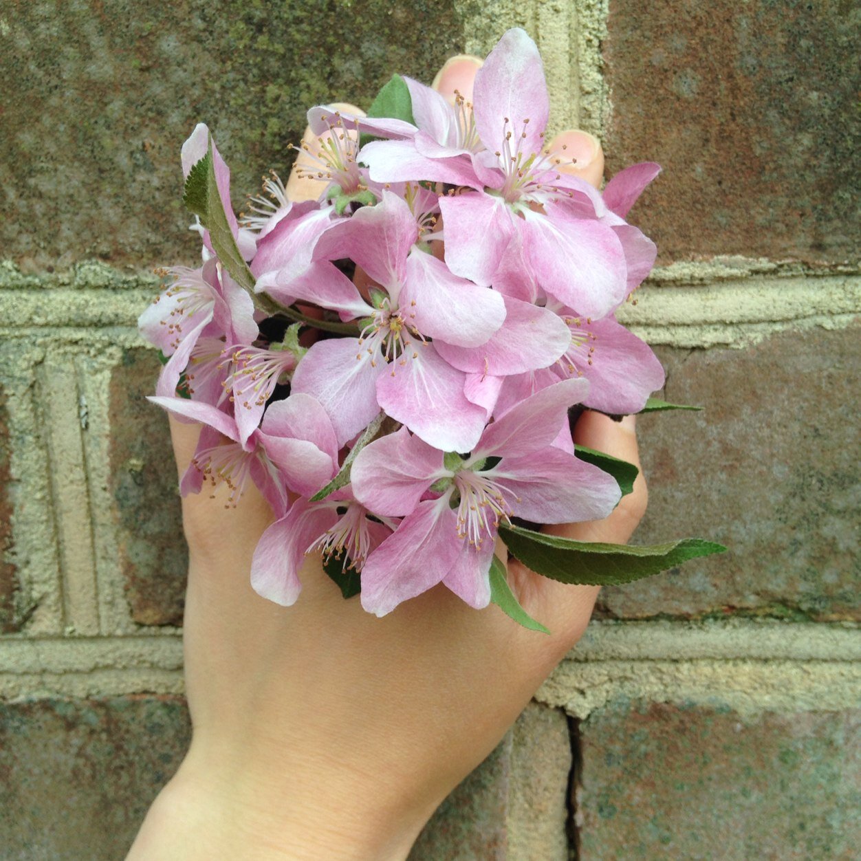 macelace1's profile picture. There's some good left in the world, Mr. Frodo, and it's worth fighting for.