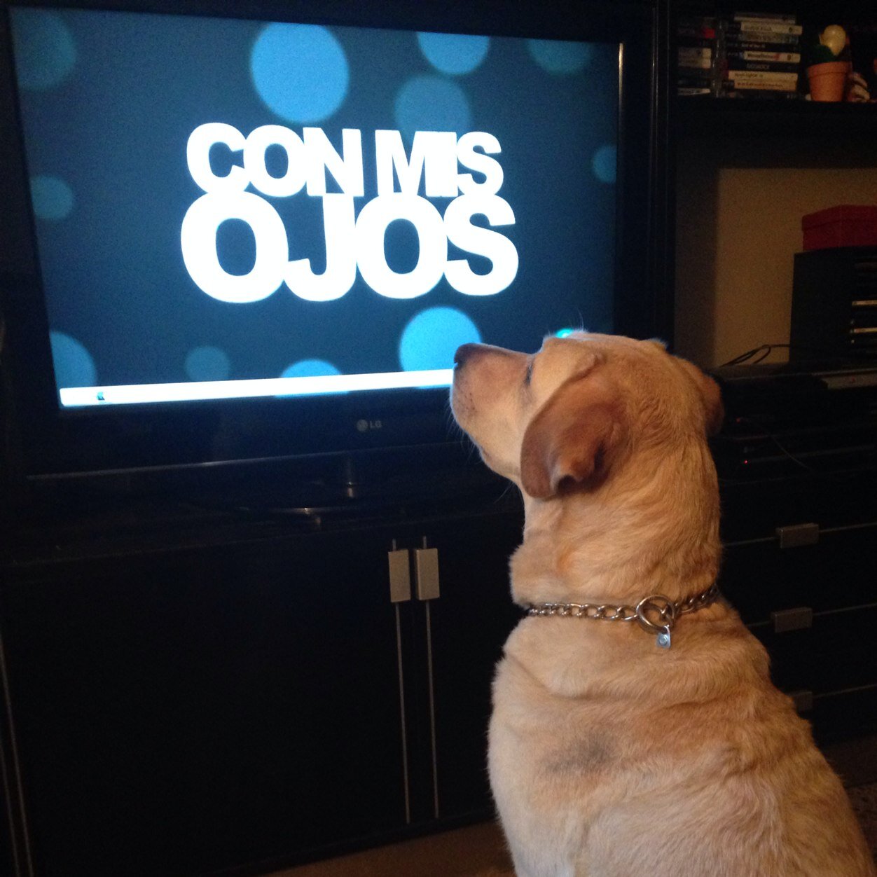 Presenté @conmisojos_tve junto a mi #PerraGuía Kenzie. Filóloga, viajera y aprendiz de escritora.  
Interesada en #Lecturas #SaboreandoLibros #Viajes